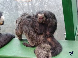 Haus des Meeres 4.02.2026